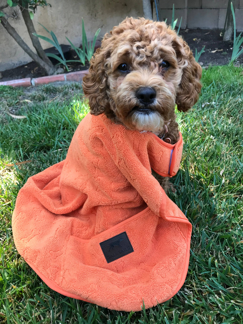 Tall Tails Terry Pup Cape