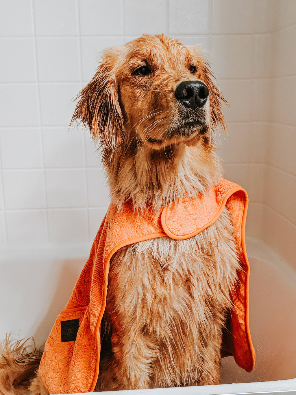 Tall Tails Terry Pup Cape