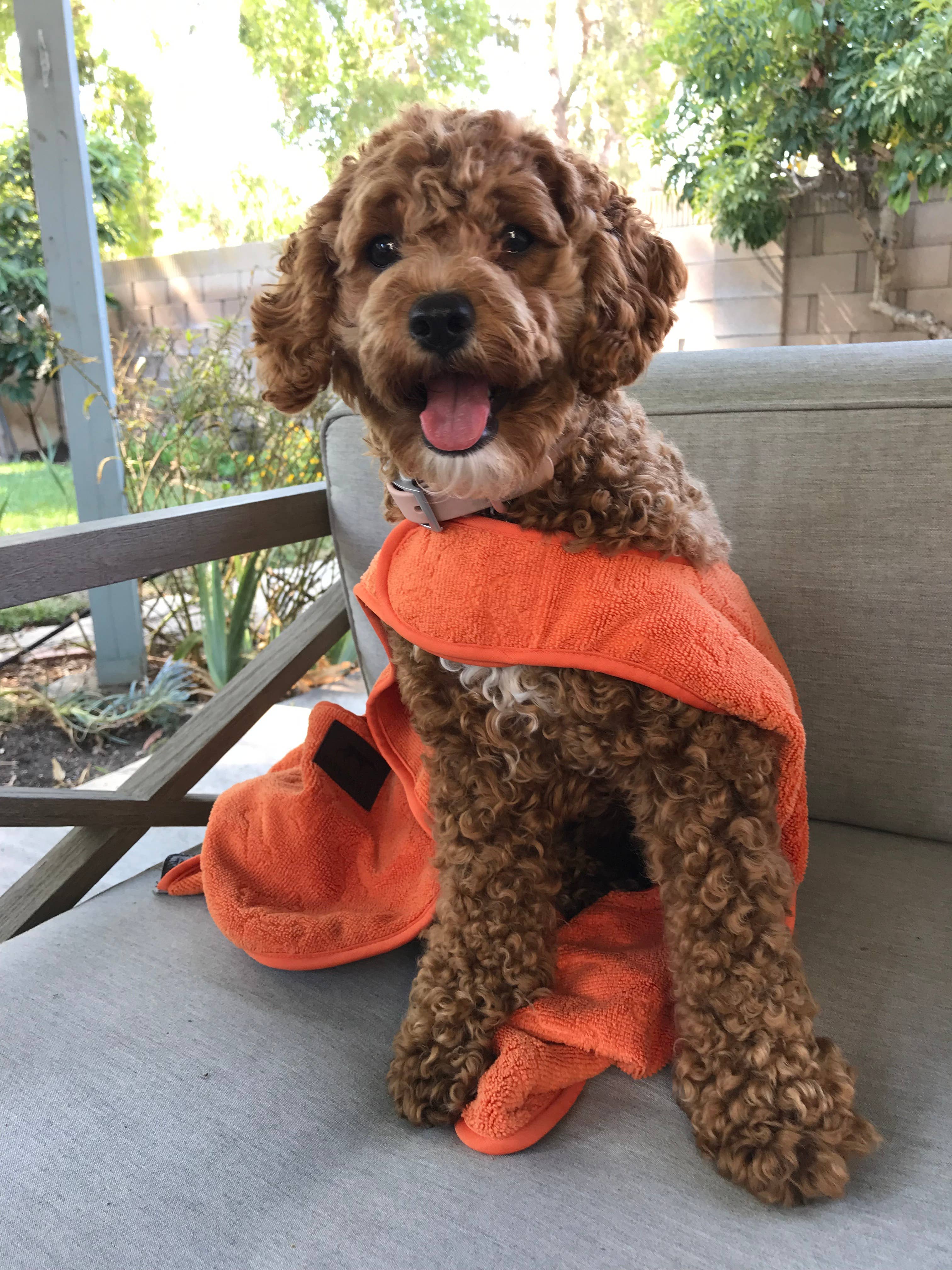 Tall Tails Terry Pup Cape